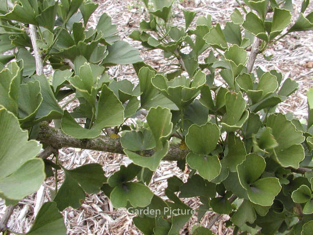 Ginkgo biloba ‘Tubifolia’