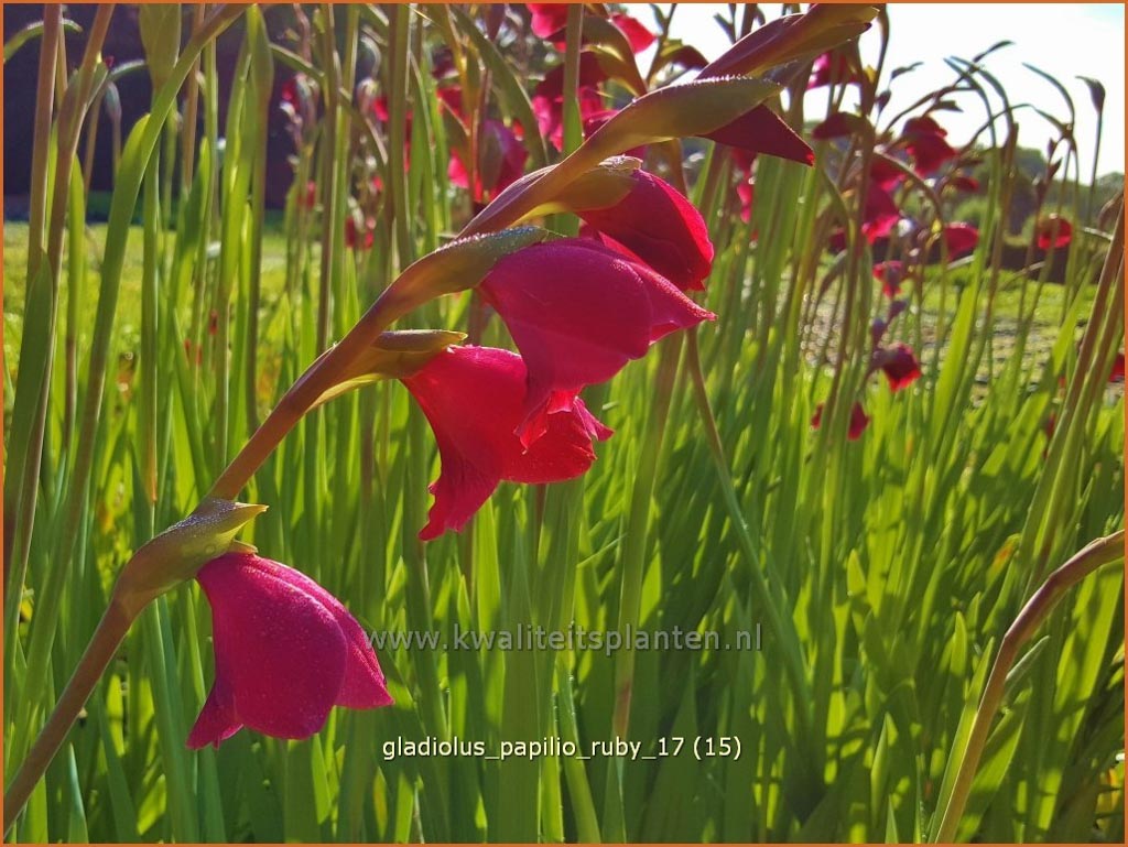 Gladiolus papilio ‘Ruby’