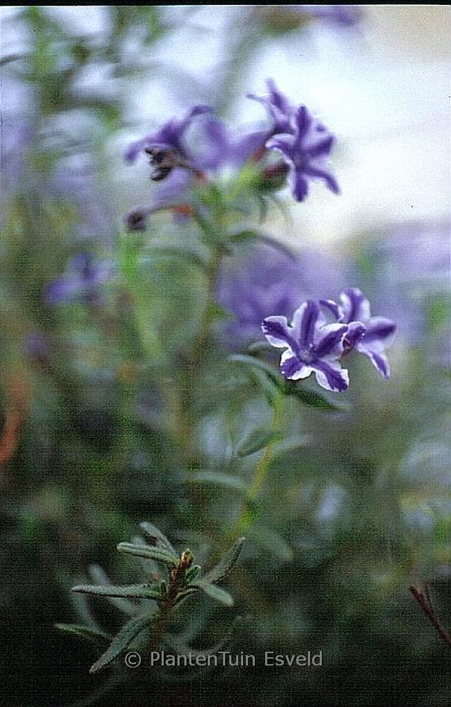 Glandora diffusa ‘Star’