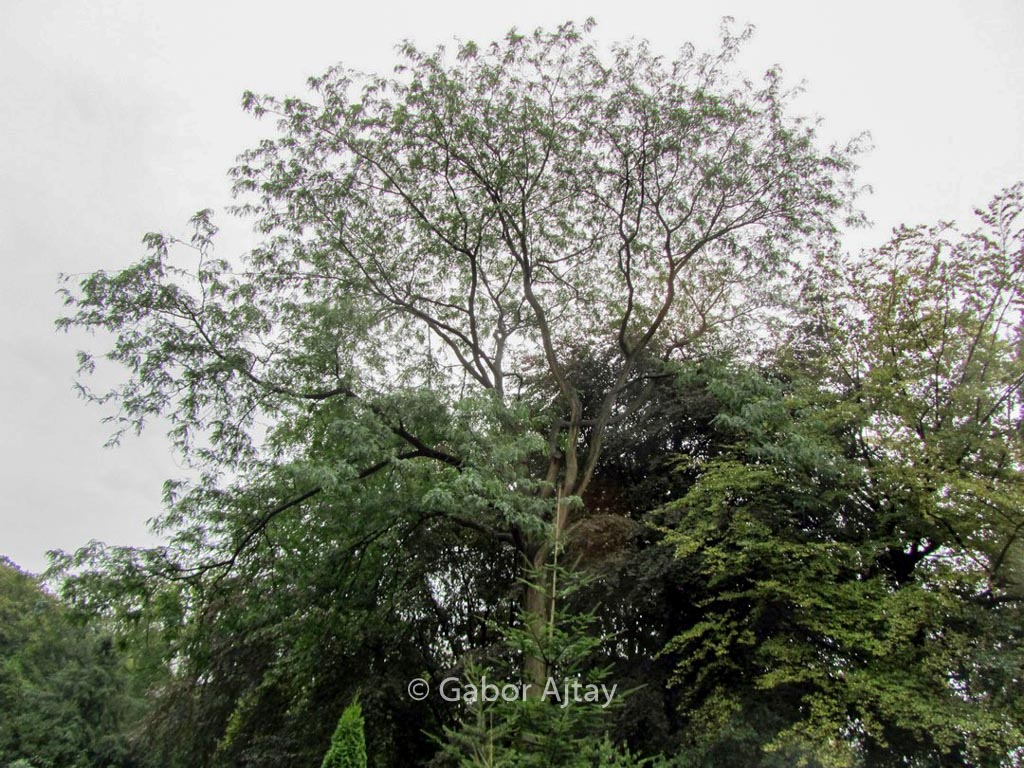 Gleditsia triacanthos ‘Skyline’