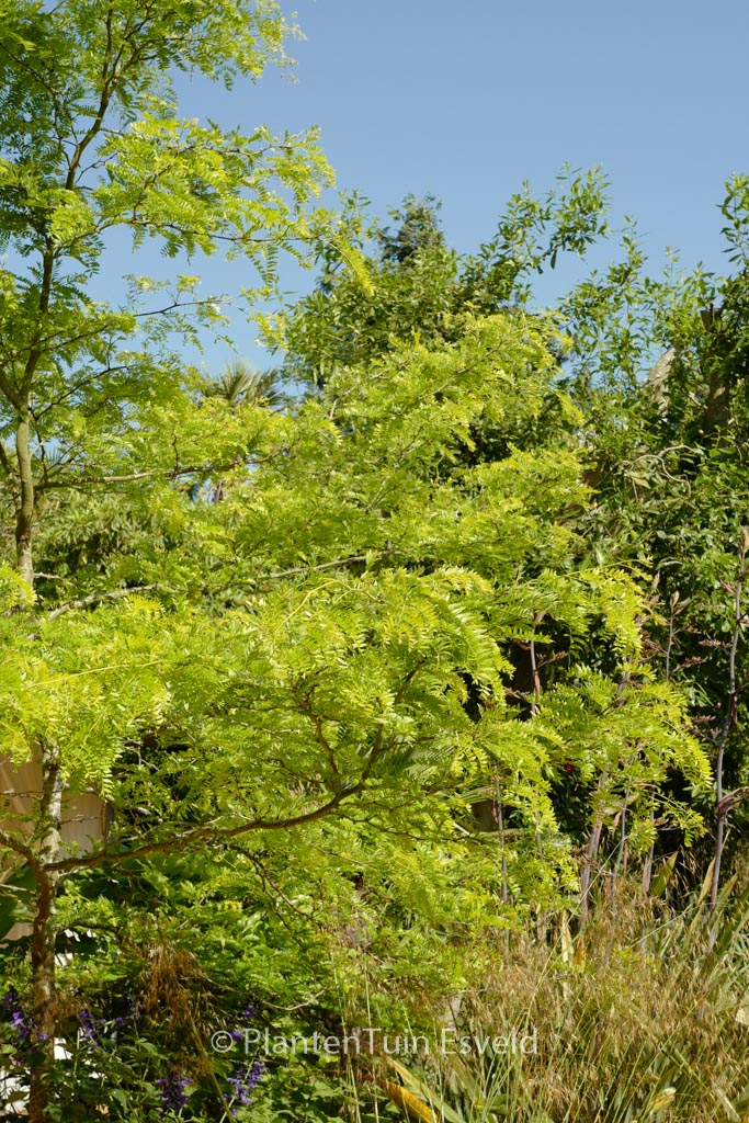 Gleditsia triacanthos ‘Sunburst’