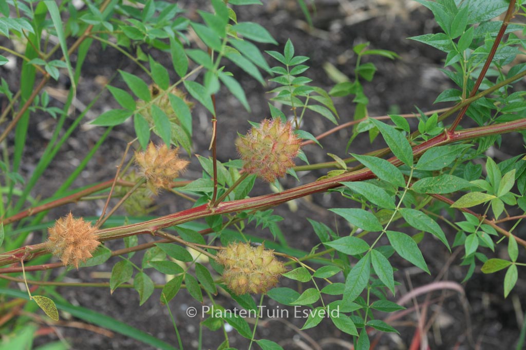 Glycyrrhiza uralensis