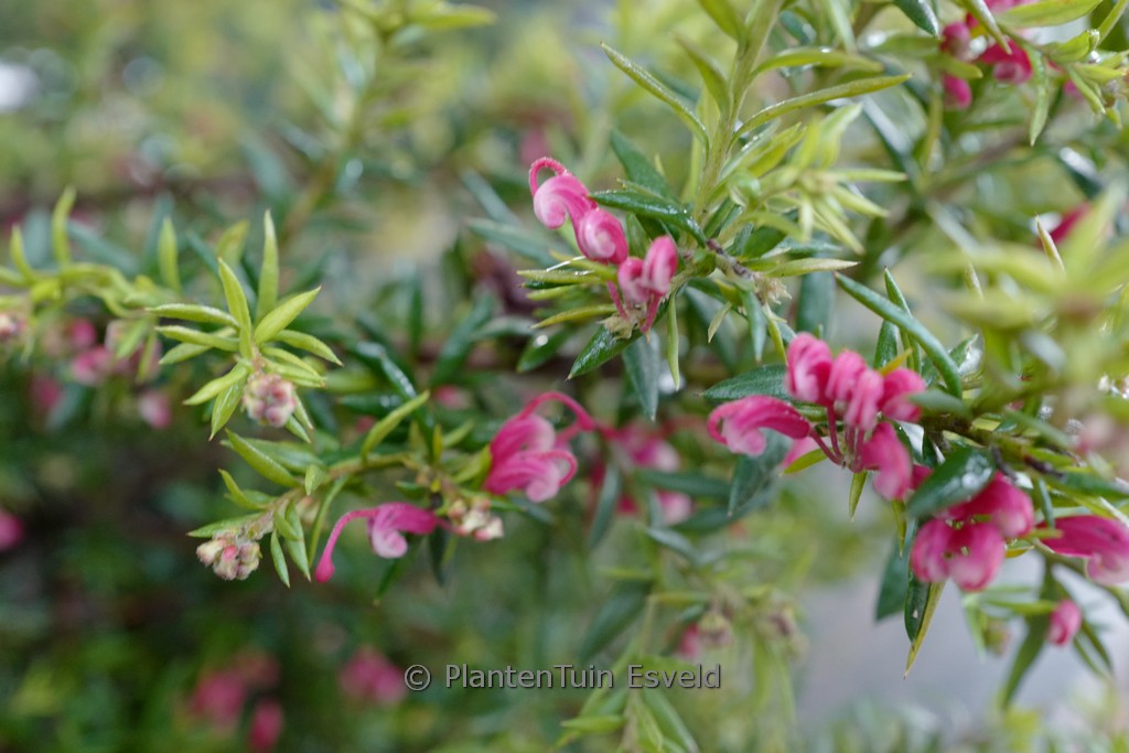 Grevillea ‘Poorinda Elegance’