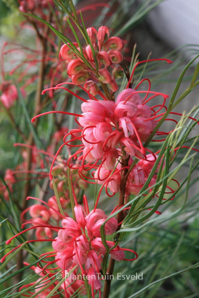 Grevillea johnsonii