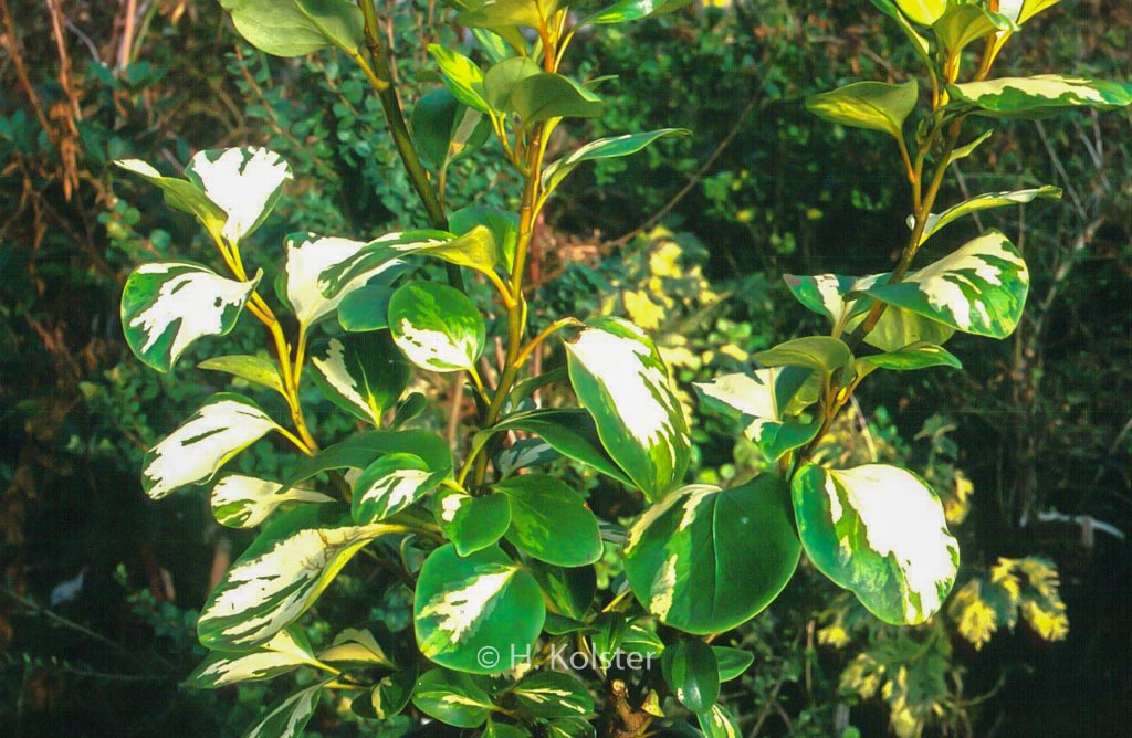 Griselinia littoralis ‘Dixon’s Cream’