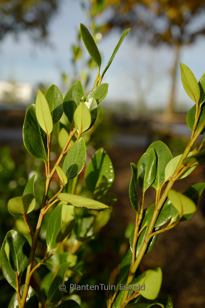 Griselinia littoralis ‘Wehnuapai’ (GREEN HORIZON)