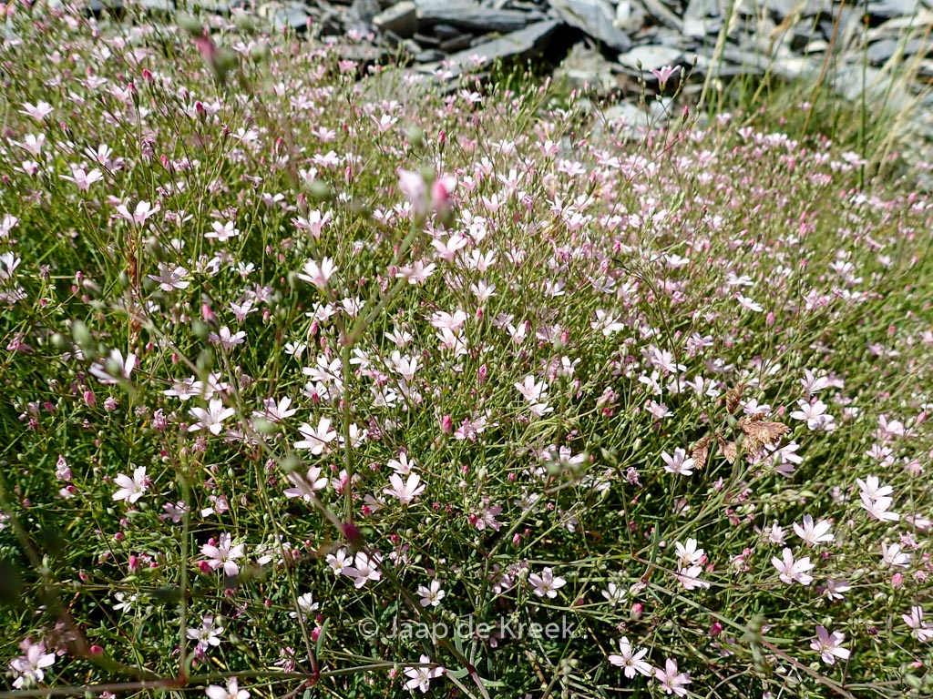Gypsophila repens