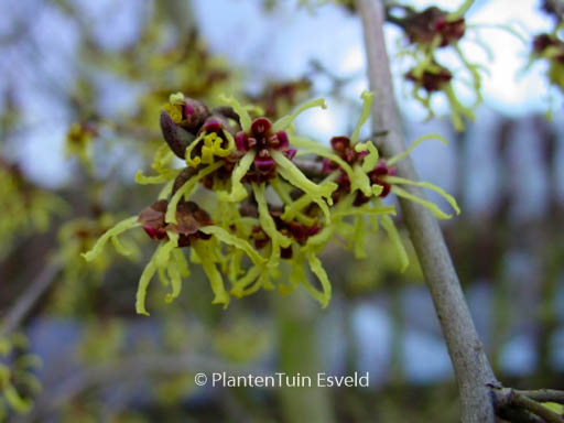 Hamamelis japonica ‘Pendula’