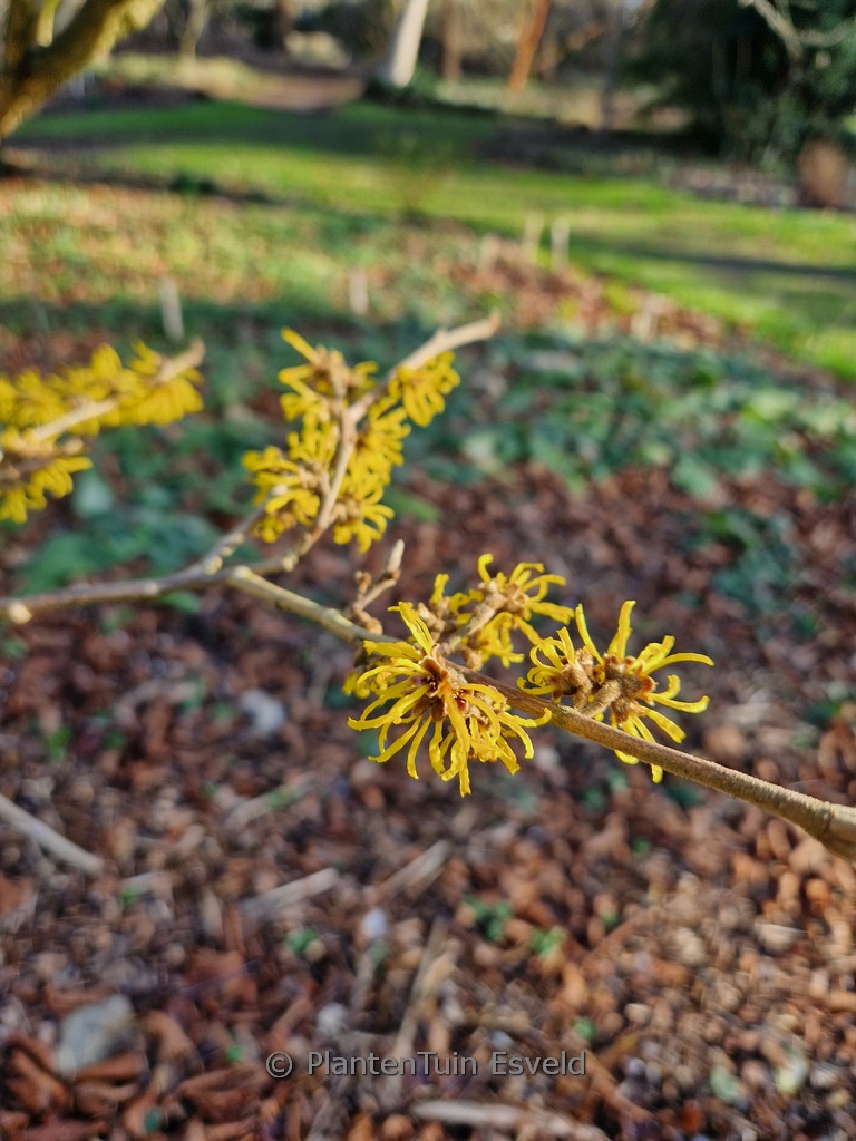 Hamamelis mollis ‘Iwado’