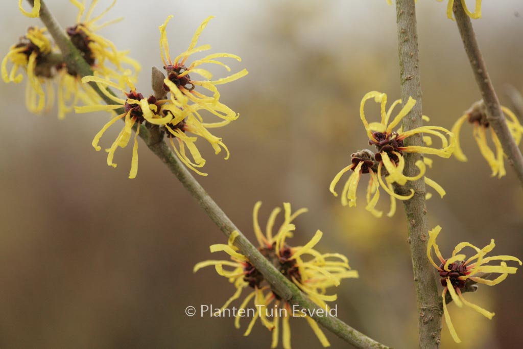 Hamamelis mollis ‘Wisley Supreme’