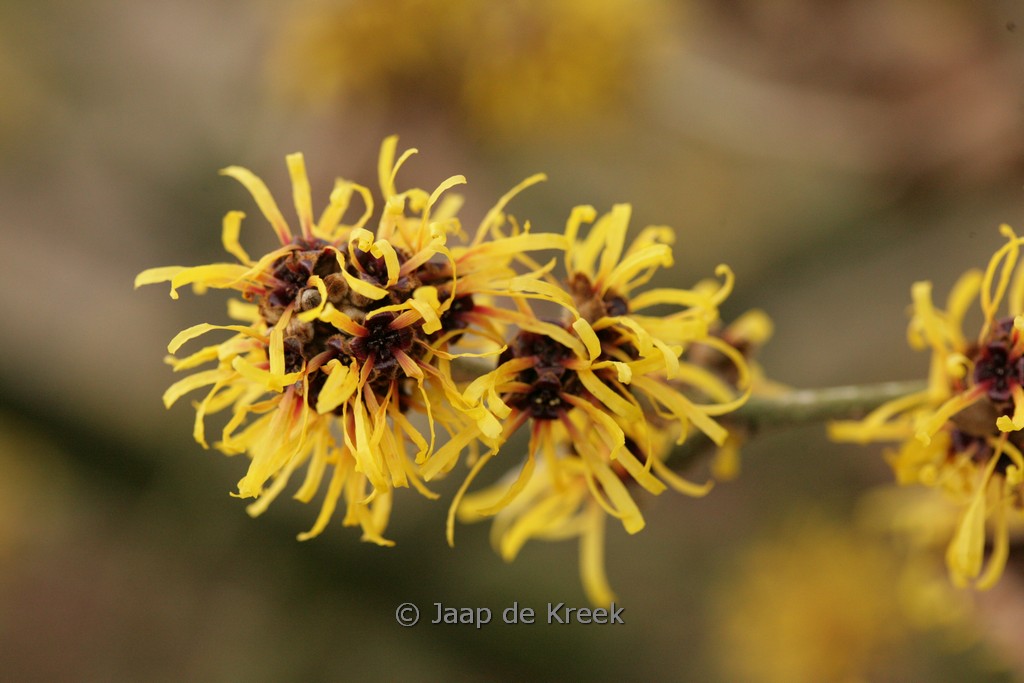 Hamamelis mollis