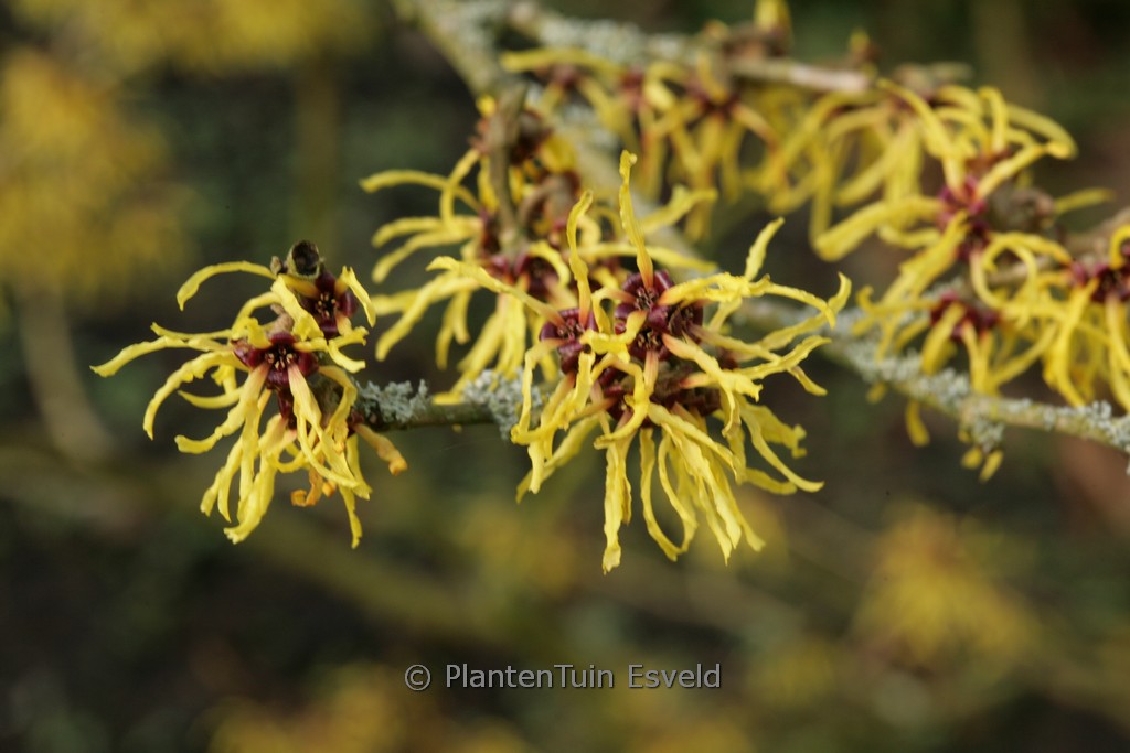 Hamamelis x intermedia ‘Amanon’