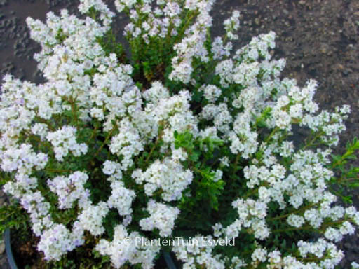 Hebe ‘Baby Marie’