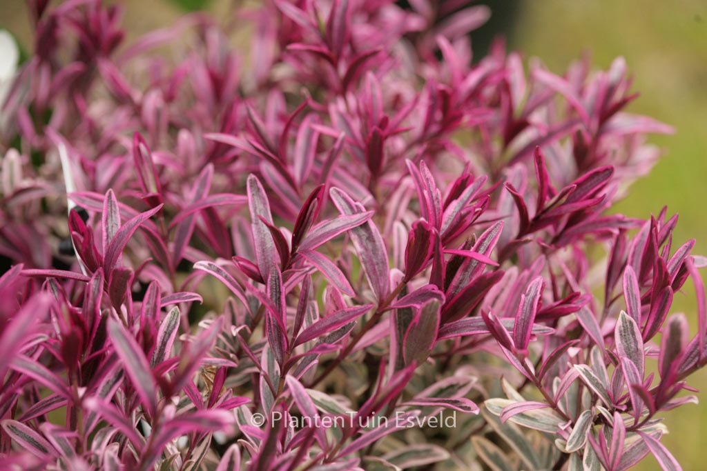 Hebe ‘Burning Heart’