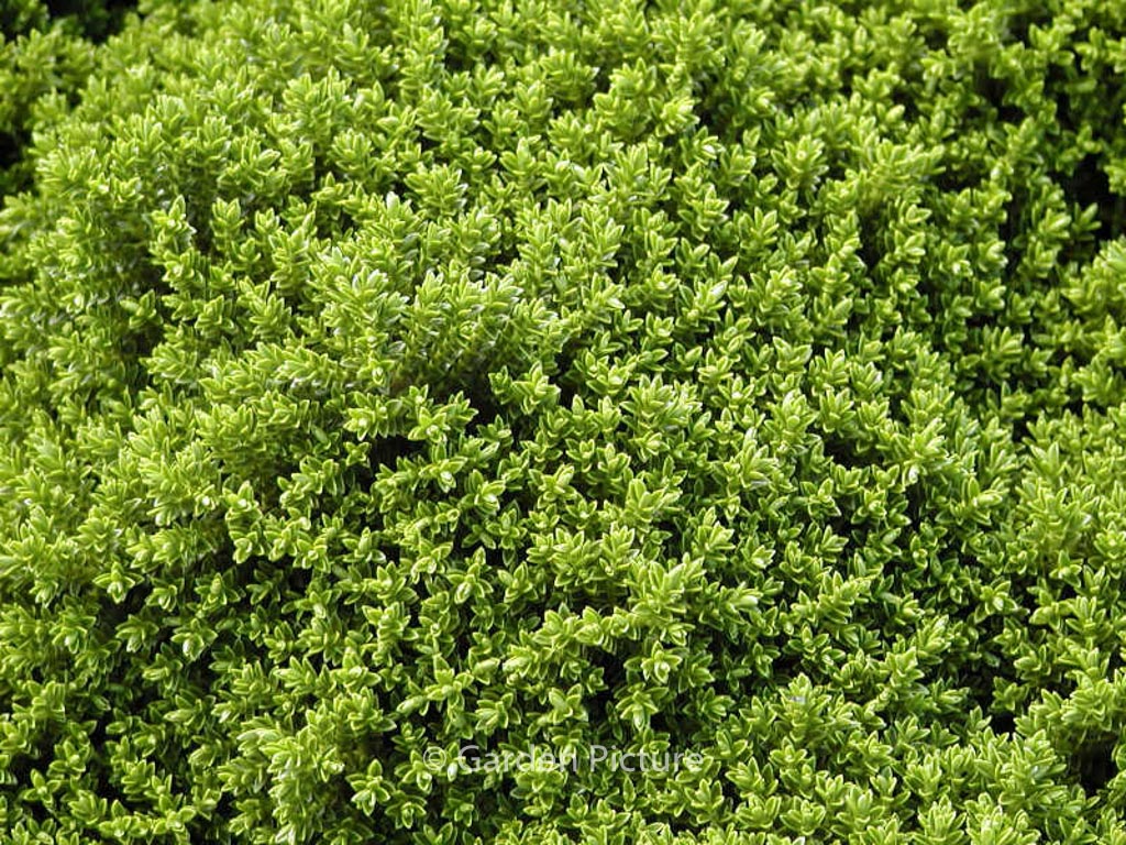 Hebe ‘Emerald Gem’