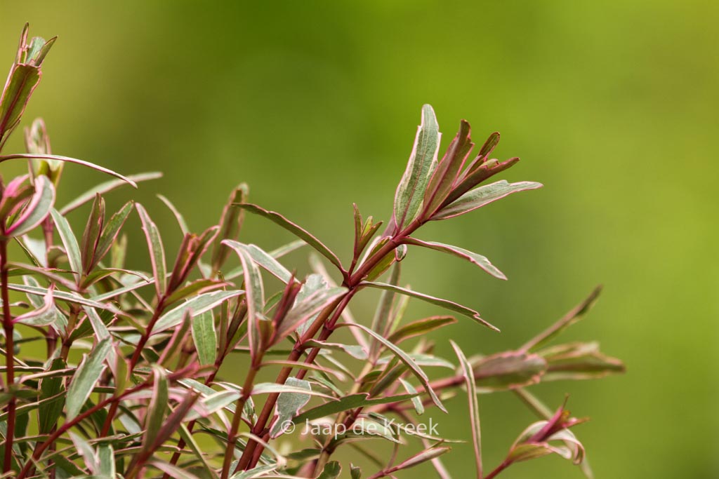 Hebe ‘Frozen Flame’