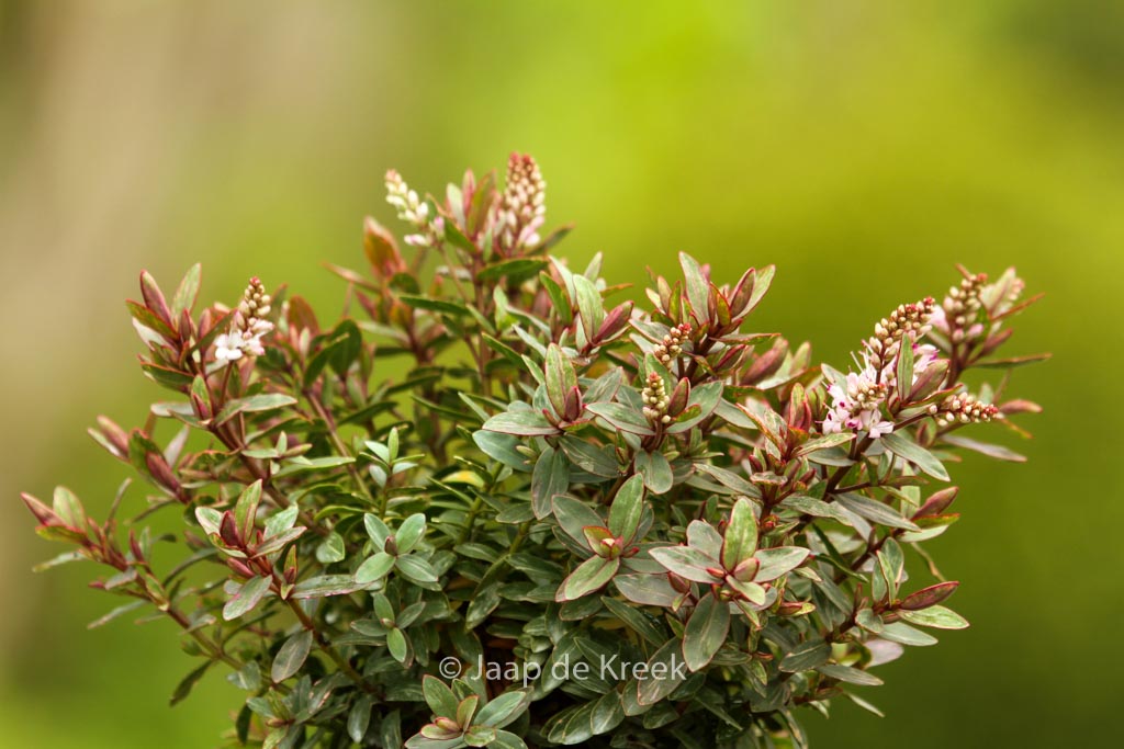 Hebe ‘Pink Lady’