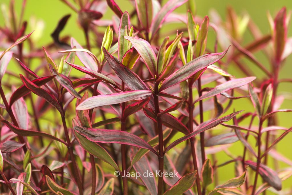 Hebe ‘Wild Romance’