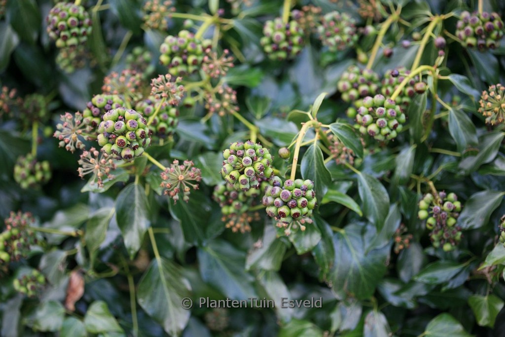Hedera helix ‘Arbori Gloss’ (Arborescent Group)