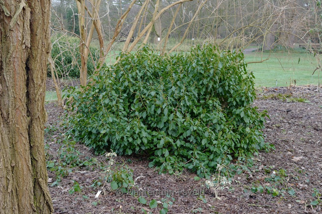 Hedera helix ‘Arbori Purple’ (Arborescent Group)