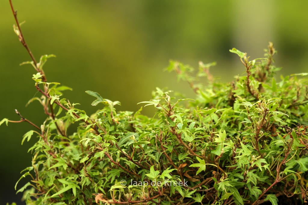 Hedera helix ‘Dyinni’