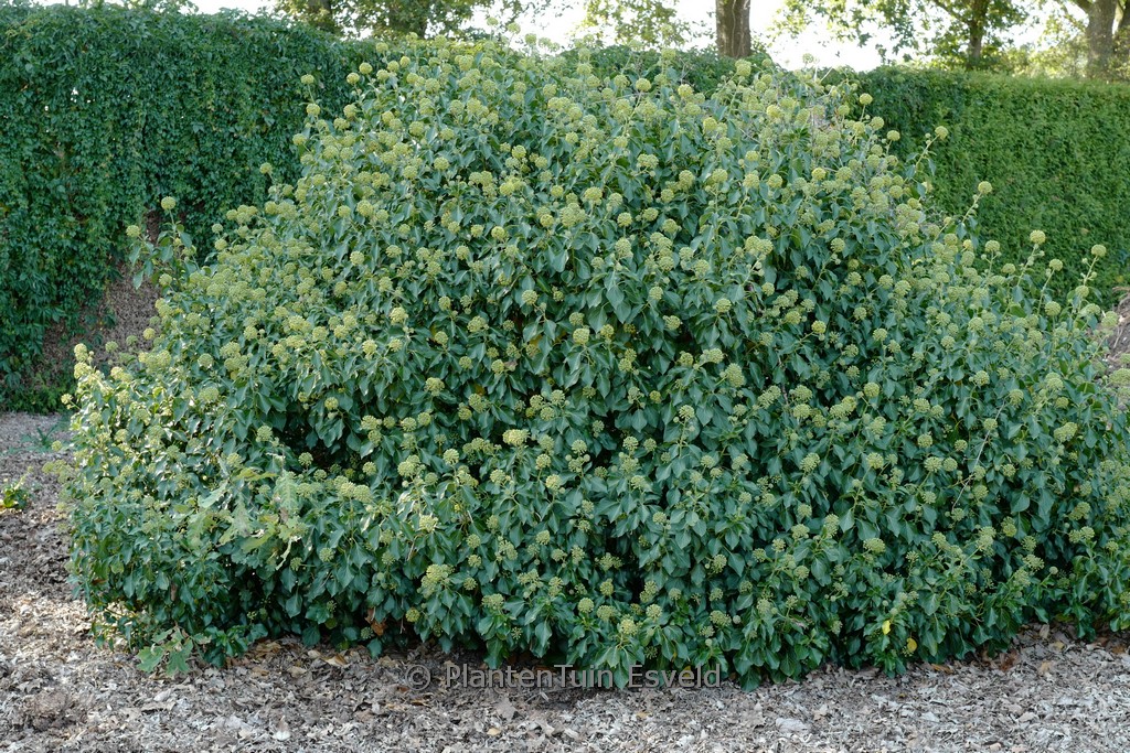 Hedera helix ‘Fryslan’ (Arborescent Group)