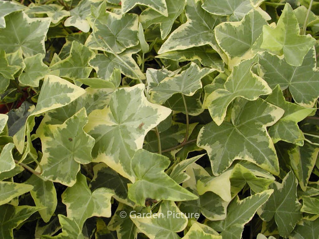 Hedera helix ‘Goldchild’