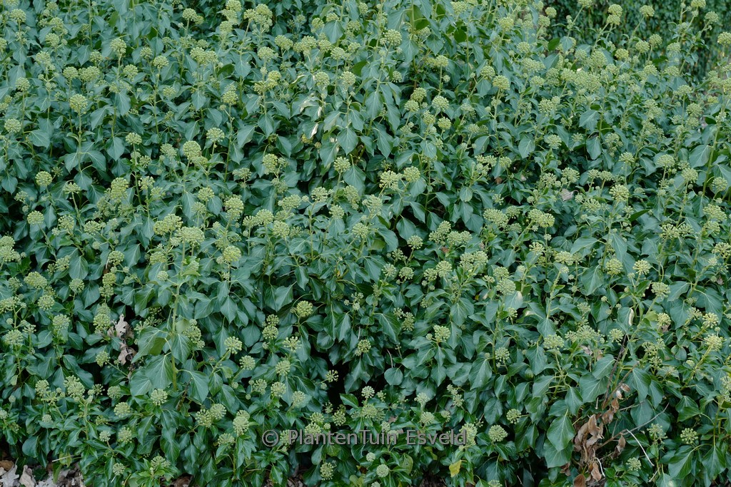 Hedera helix ‘Kejon’ (Arborescent Group)