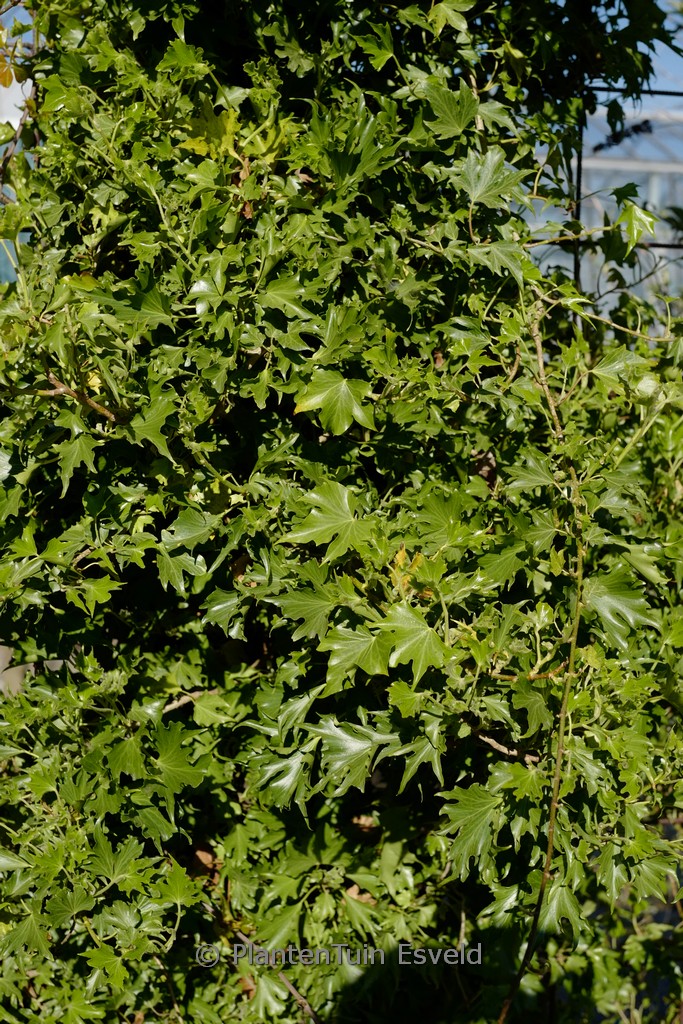 Hedera helix ‘Lalla Rookh’