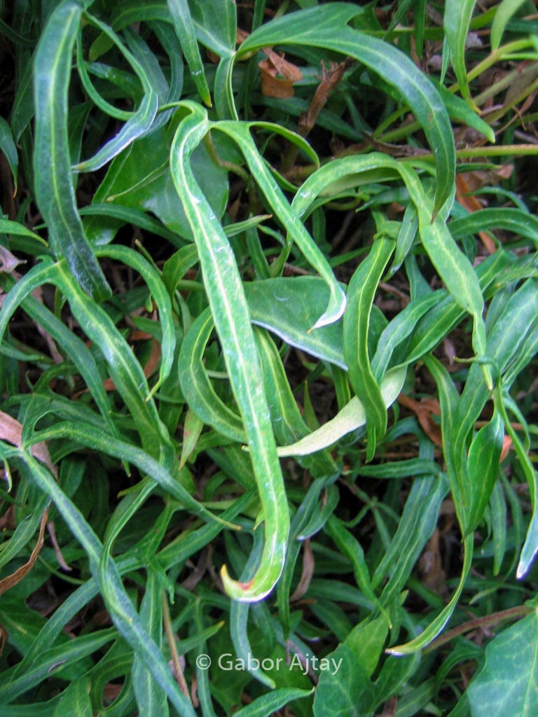 Hedera helix ‘Sagittifolia’