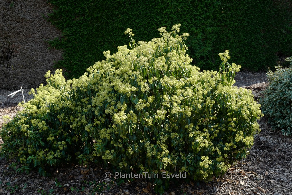 Hedera helix ‘Zorgvlied’ (Arborescent Group)