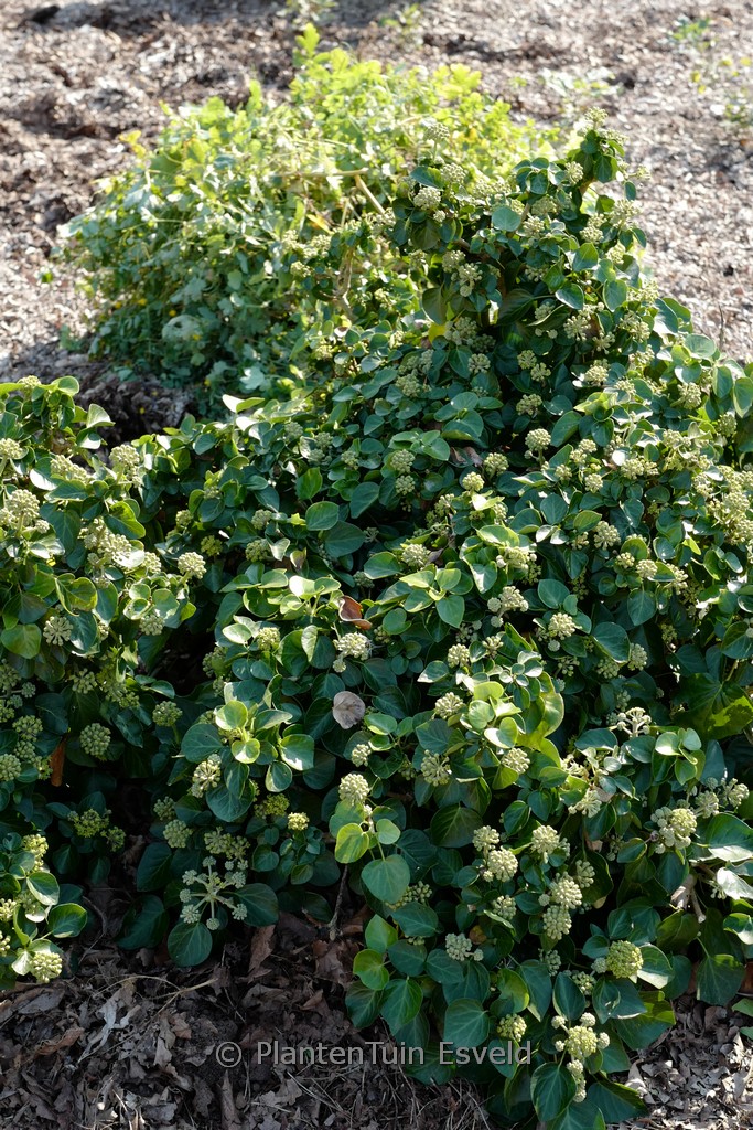 Hedera hibernica ‘Arbori Compact’