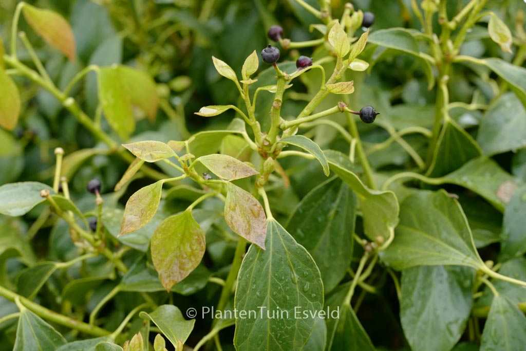 Hedera nepalensis sinensis