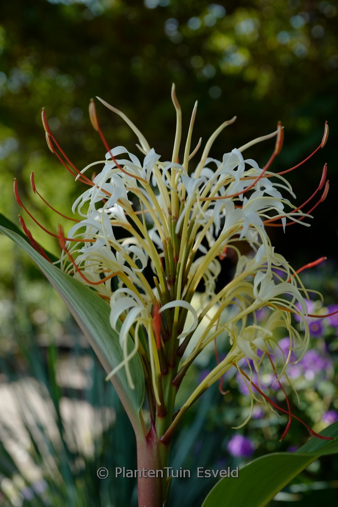 Hedychium ‘Trum Trom’