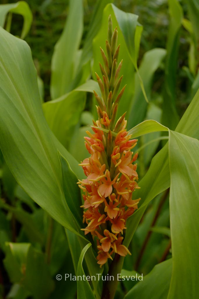 Hedychium densiflorum ‘Assam Orange’
