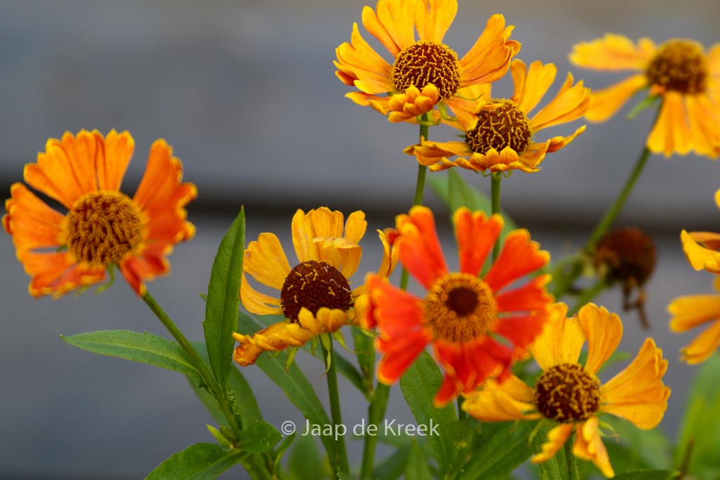 Helenium ‘Bandera’