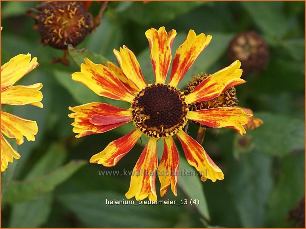 Helenium ‘Biedermeier’