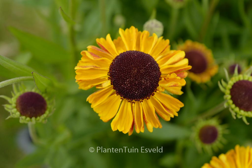 Helenium ‘Carmen’ (UFO)