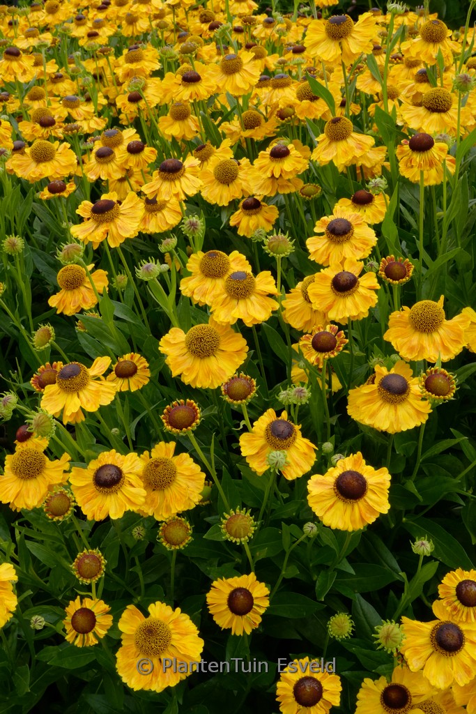 Helenium ‘El Dorado’