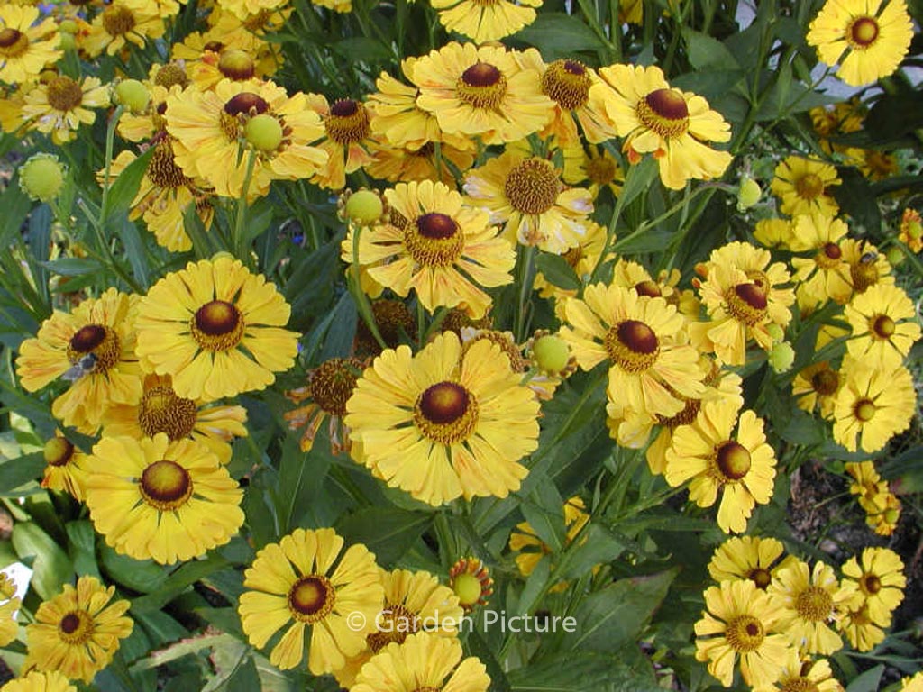 Helenium ‘Flammenrad’