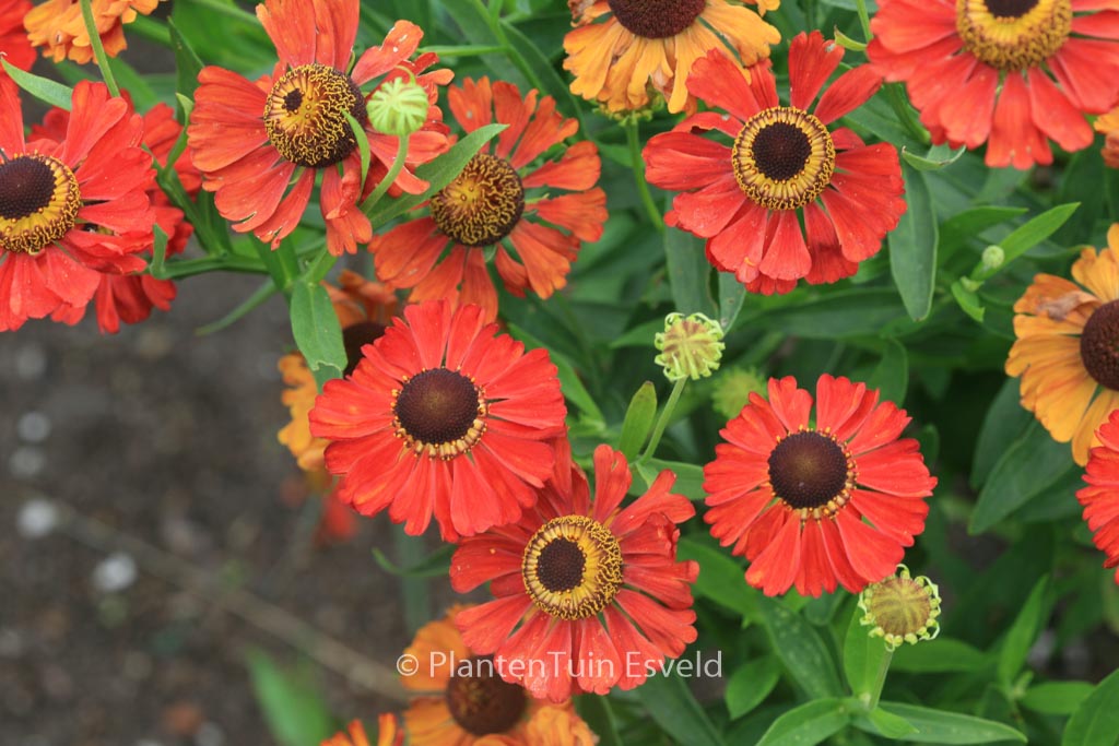 Helenium ‘Meranti’