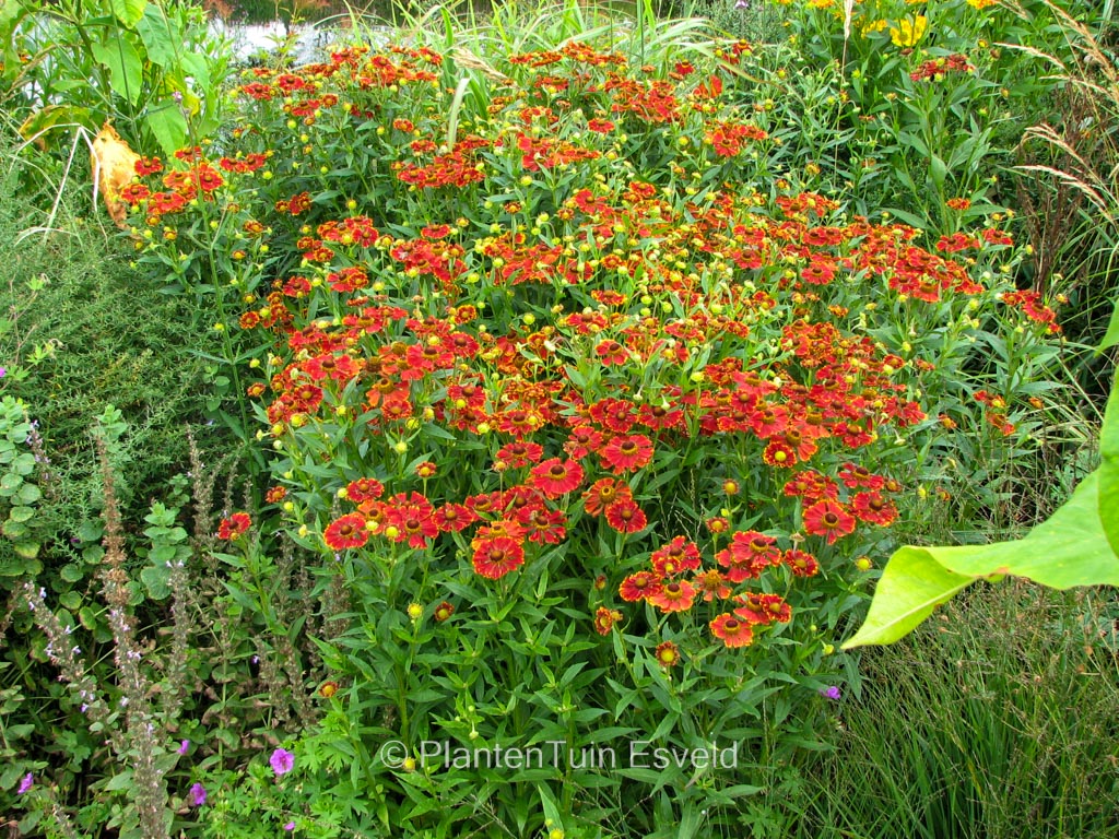 Helenium ‘Serenade’