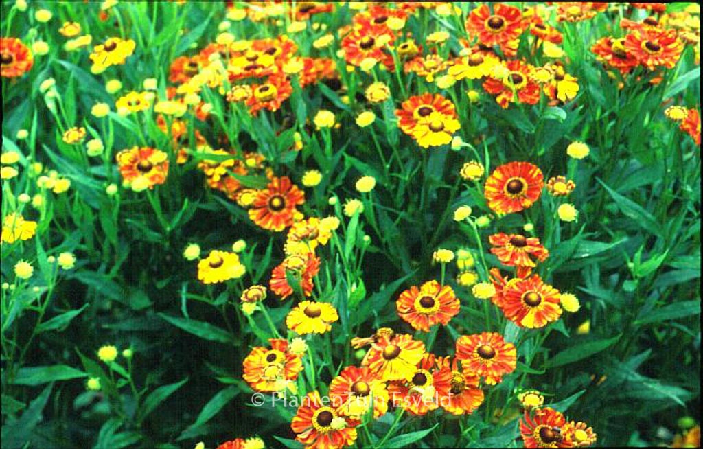 Helenium ‘Wonadonga’
