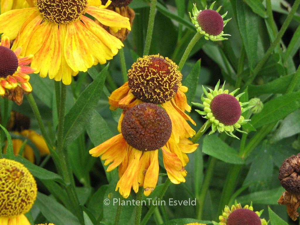 Helenium ‘Wyndley’