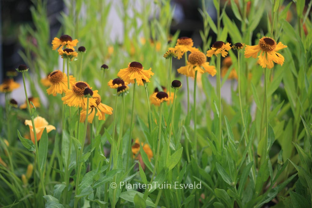 Helenium bigelovii ‘The Bishop’