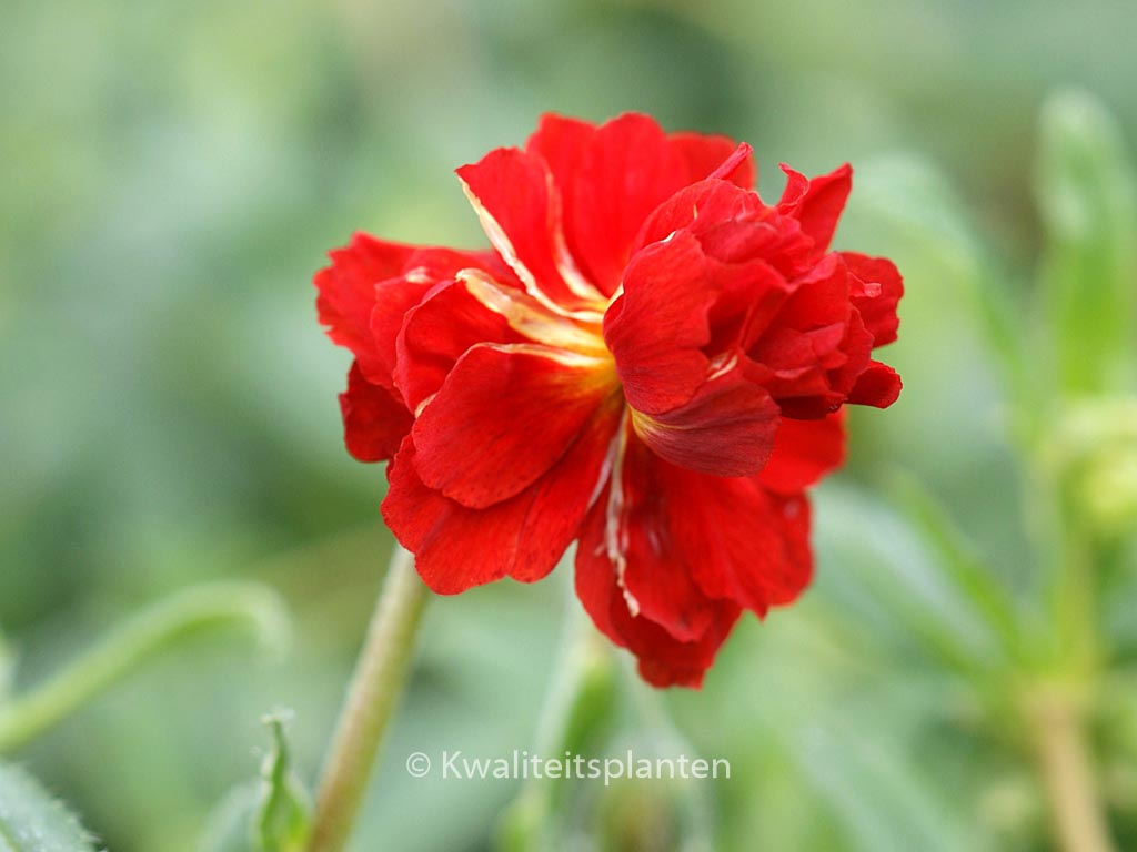 Helianthemum ‘Amabile Plenum’