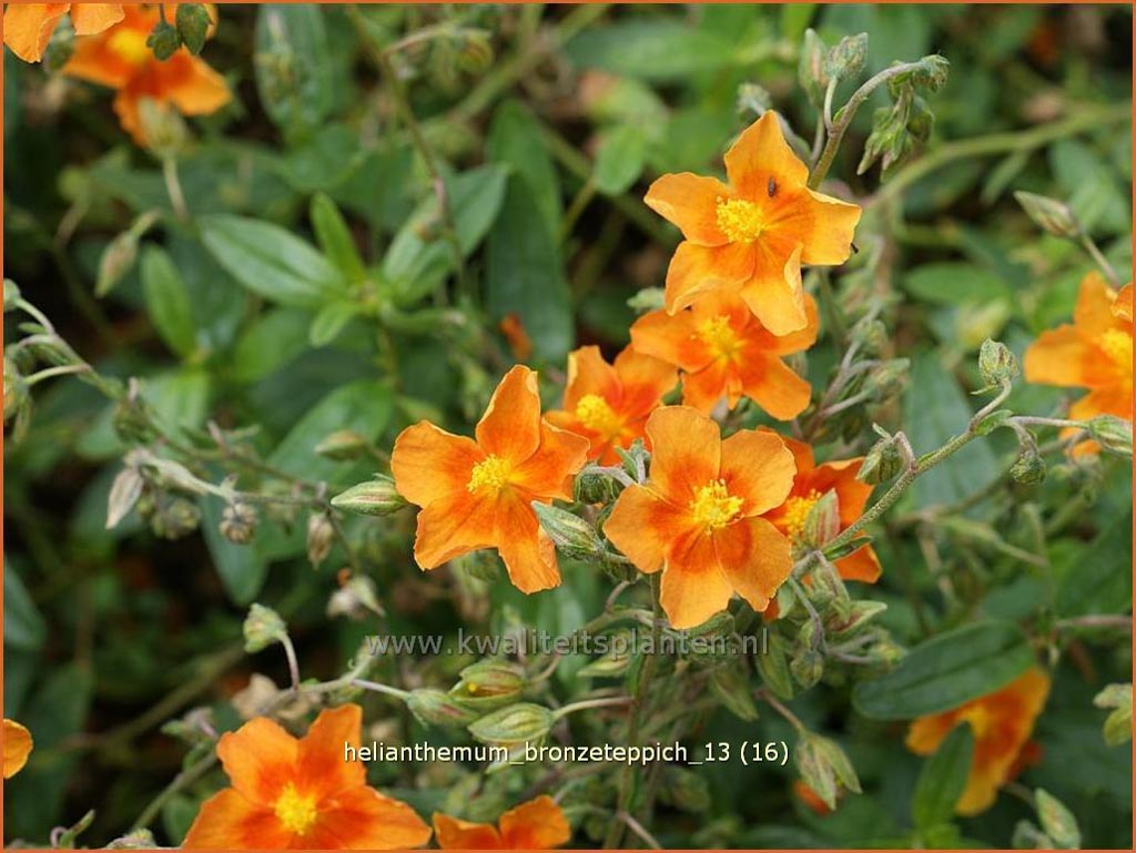 Helianthemum ‘Bronzeteppich’