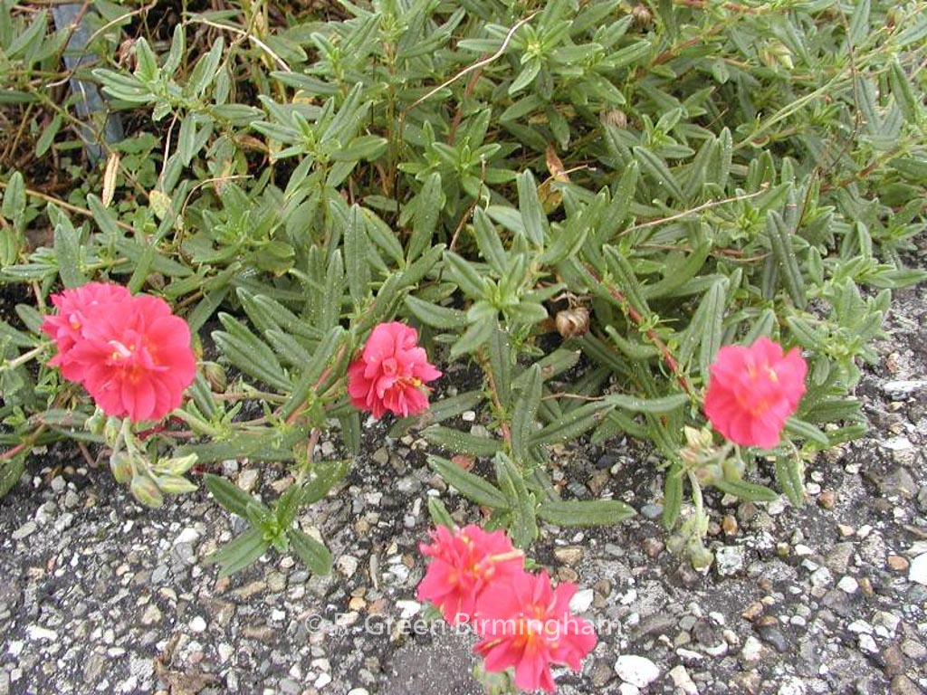 Helianthemum ‘Cerise Queen’
