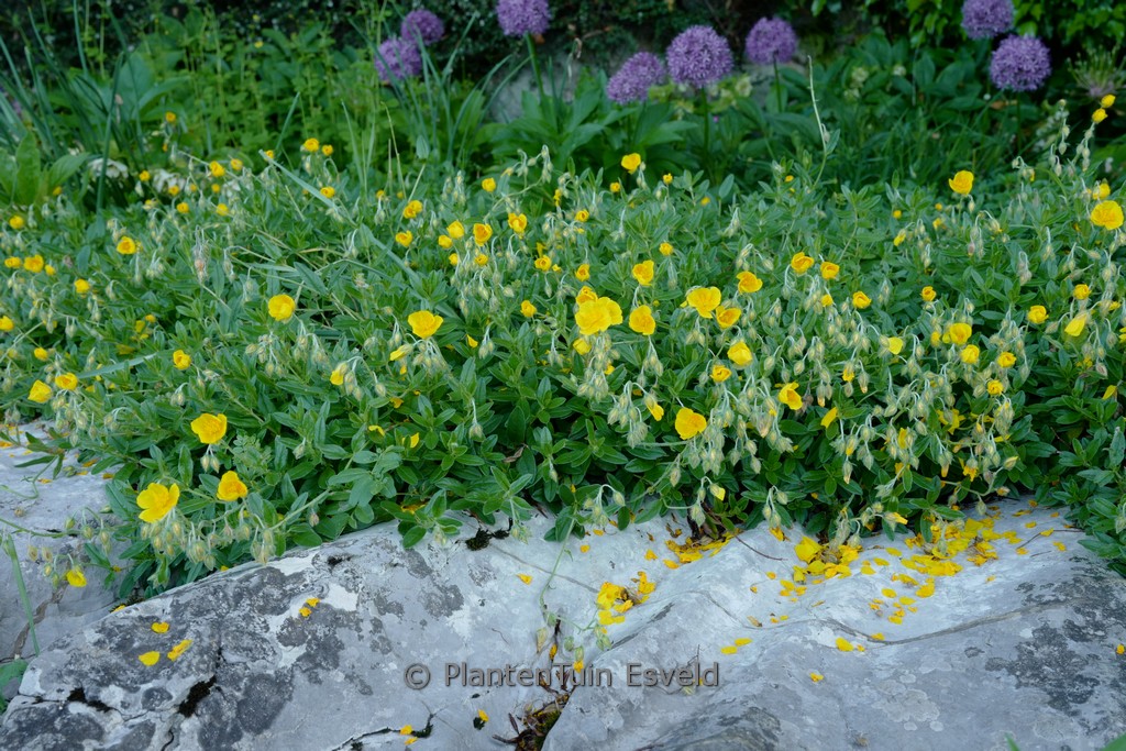Helianthemum ‘Golden Queen’