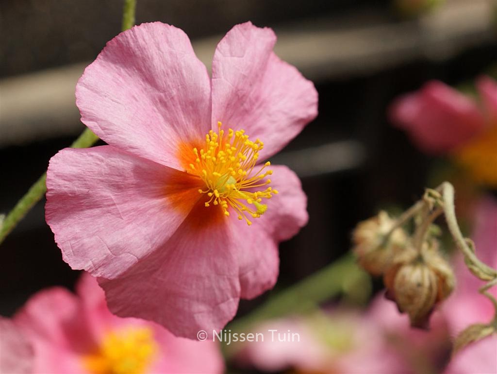 Helianthemum ‘Lawrenson’s Pink’